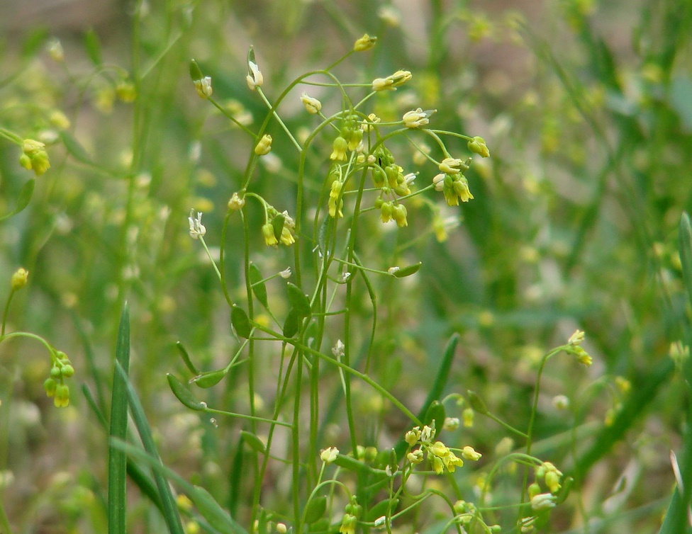 Image of Draba nemorosa specimen.