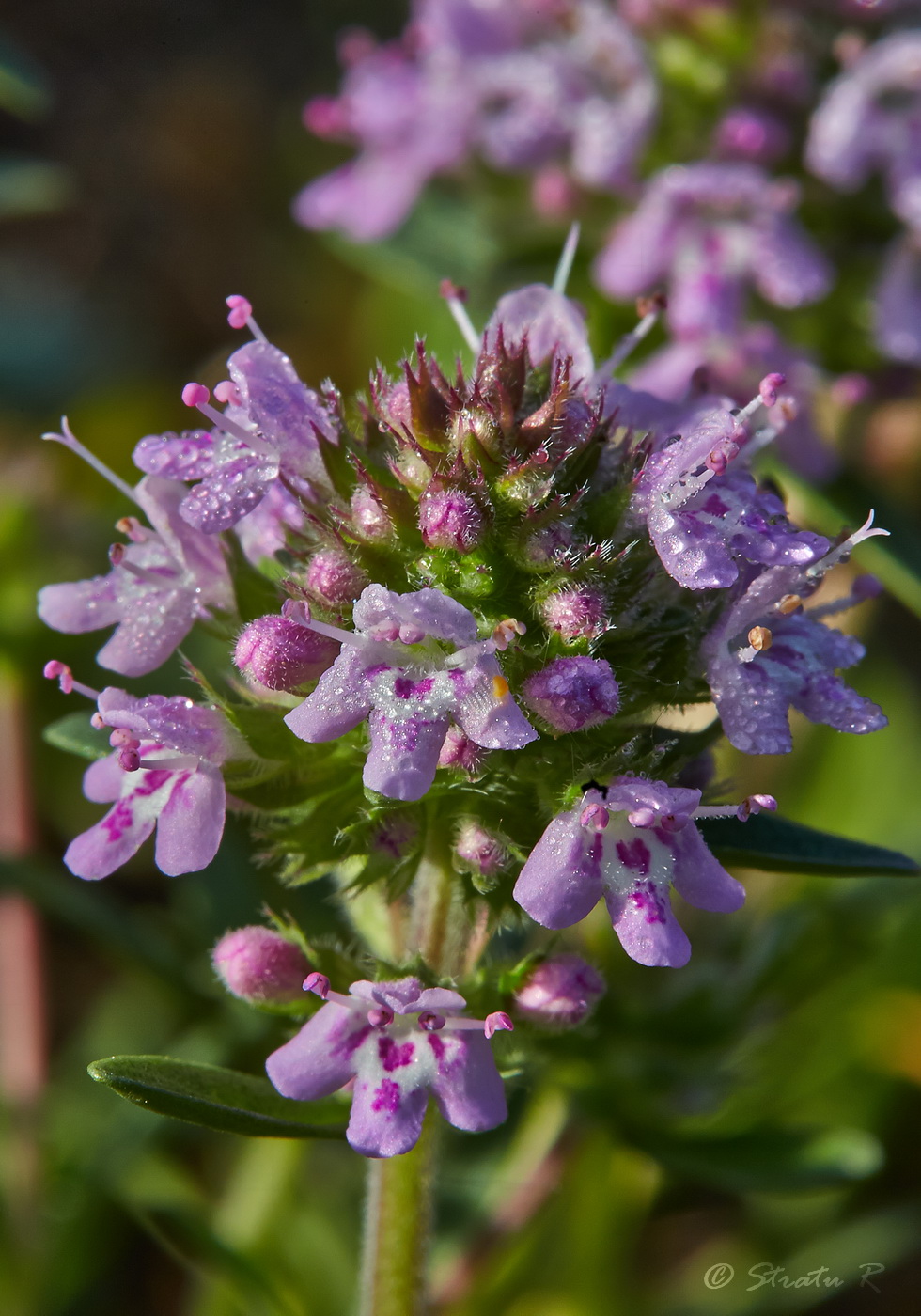 Изображение особи Thymus &times; littoralis.