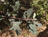 genus Quercus