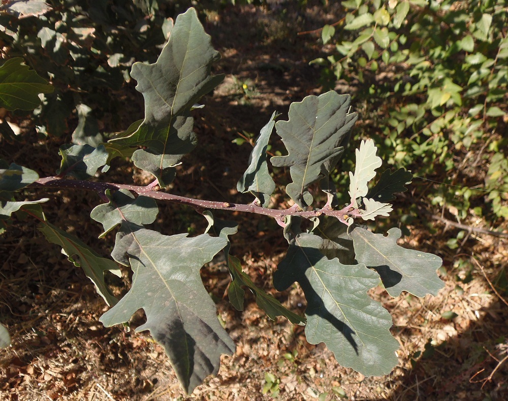 Изображение особи род Quercus.