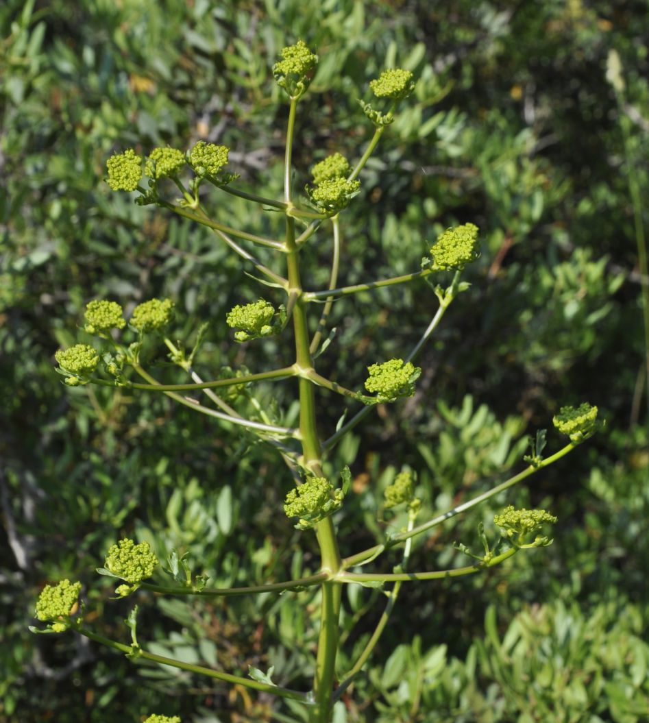 Image of Opopanax hispidus specimen.