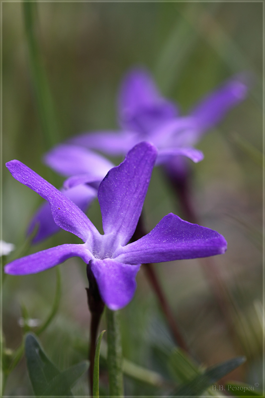 Изображение особи Vinca herbacea.