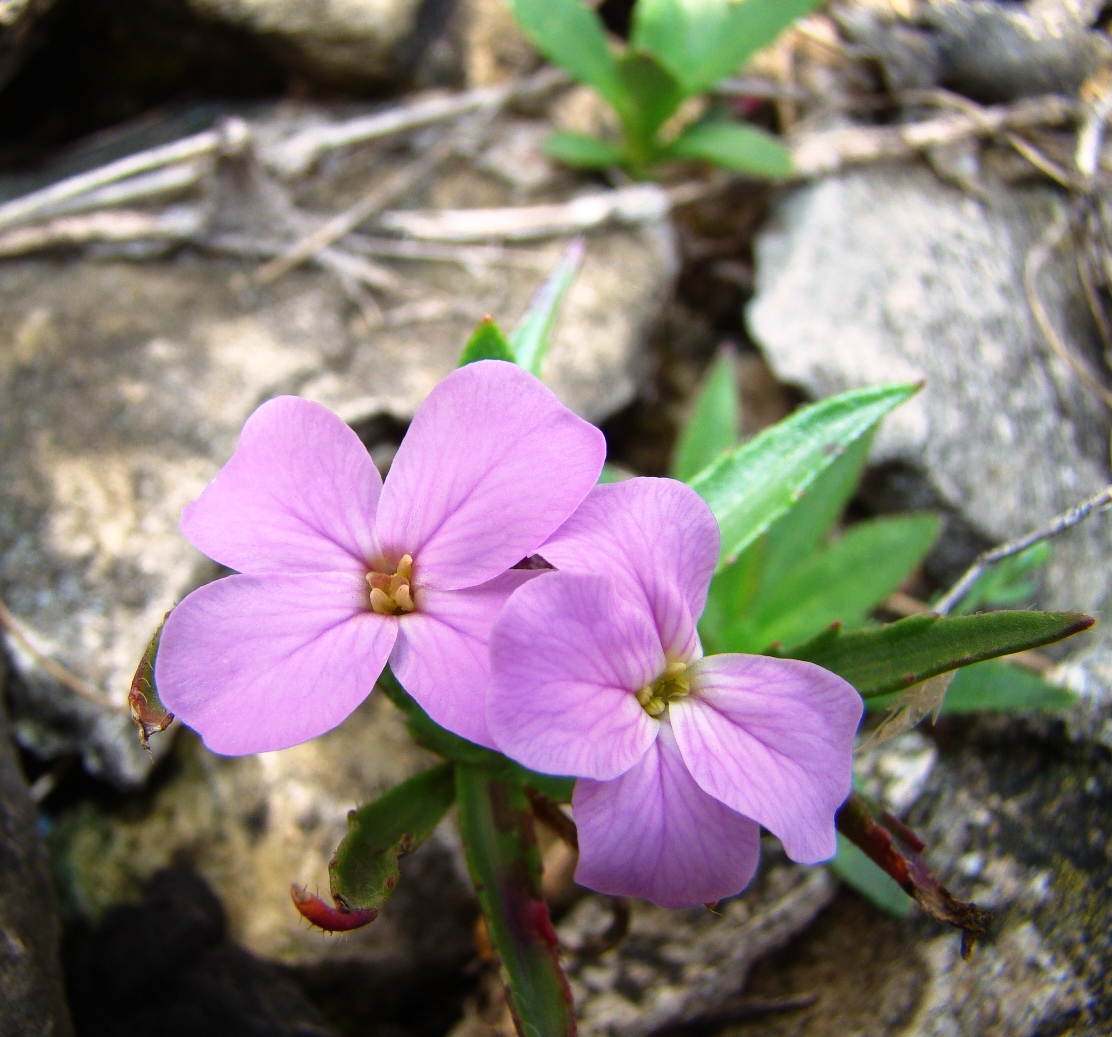 Image of Clausia aprica specimen.