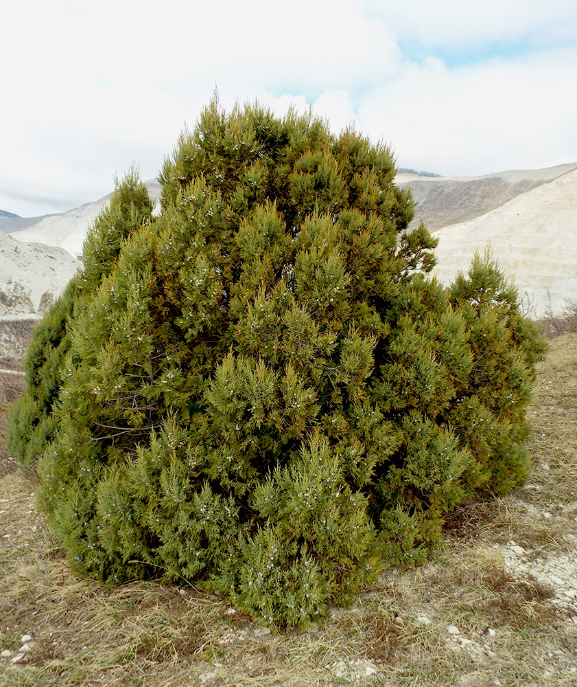 Изображение особи Juniperus excelsa.