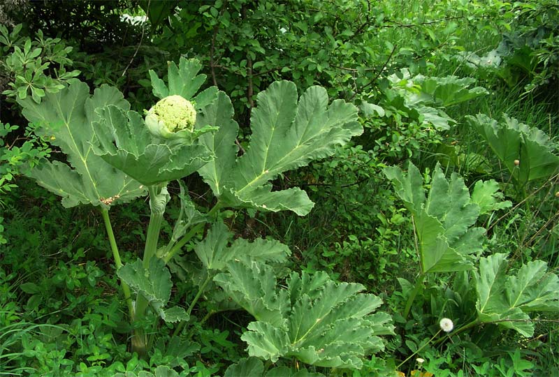 Изображение особи Heracleum stevenii.