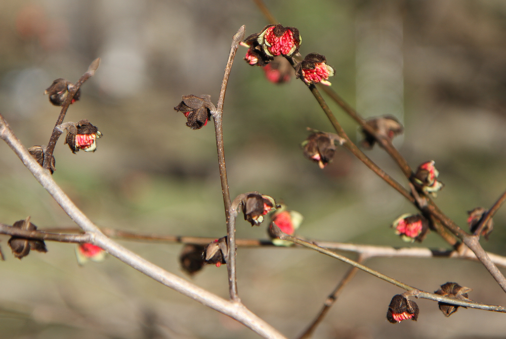 Изображение особи Parrotia persica.