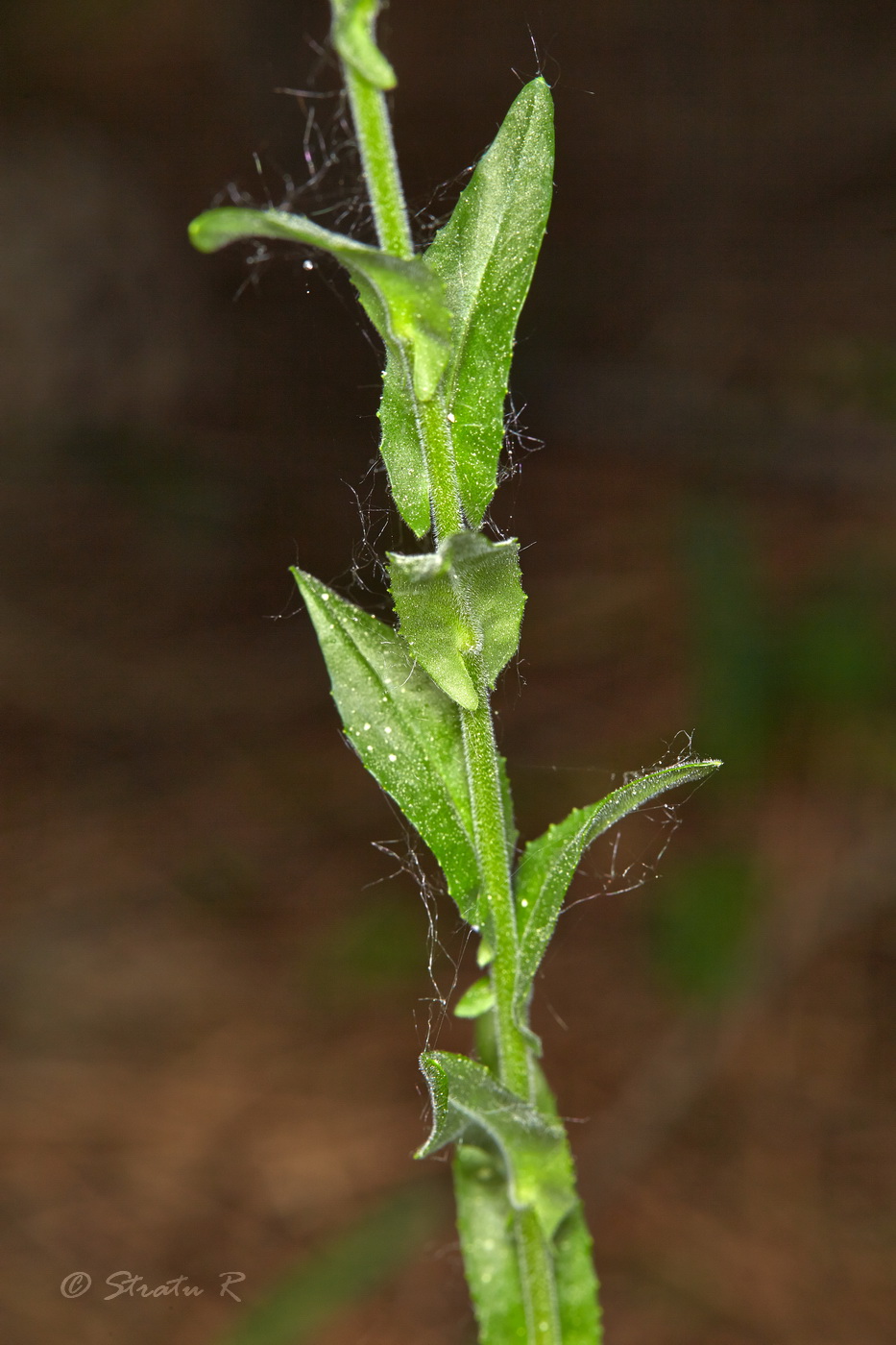 Изображение особи Lepidium campestre.