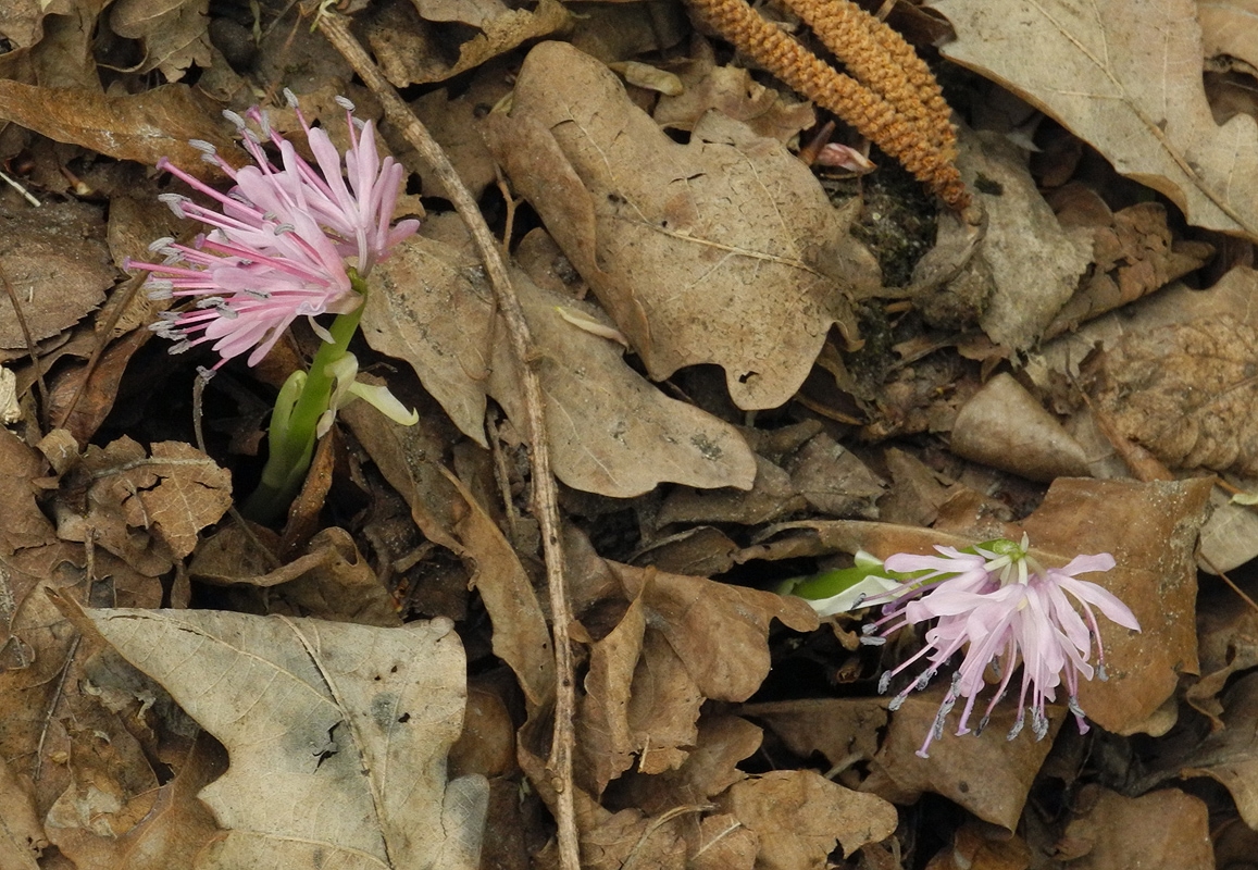 Изображение особи Heloniopsis orientalis.