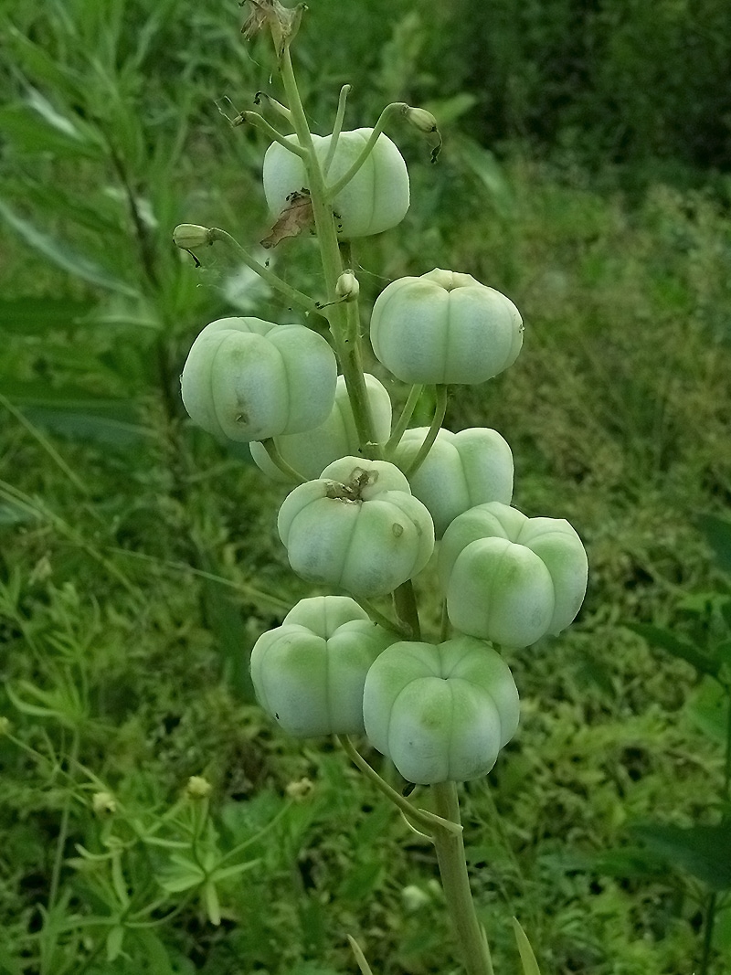 Изображение особи Fritillaria persica.