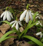 Galanthus nivalis