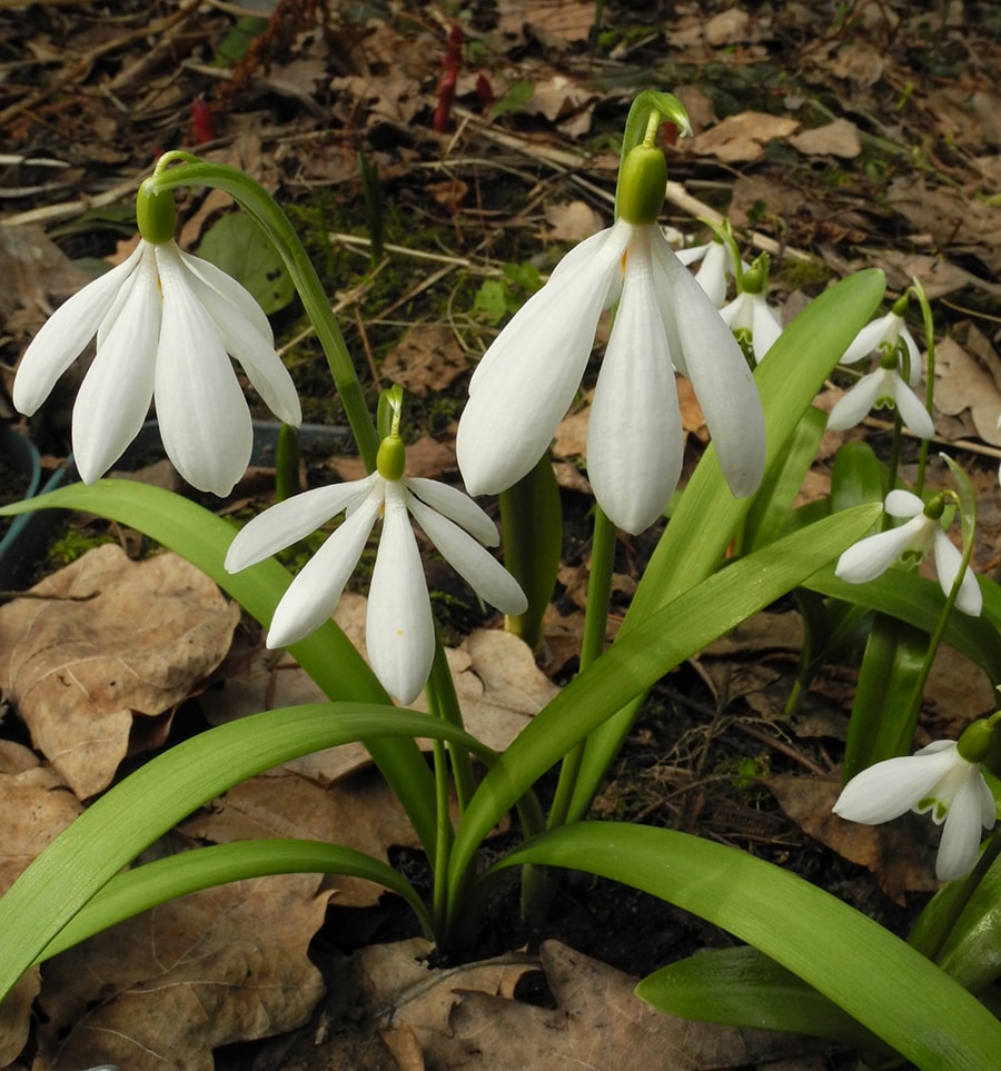 Изображение особи Galanthus nivalis.