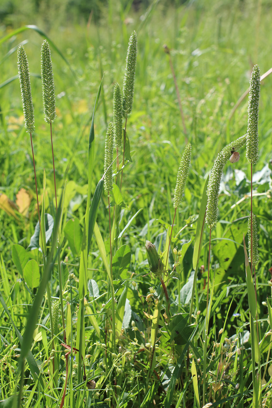 Изображение особи Phleum paniculatum.