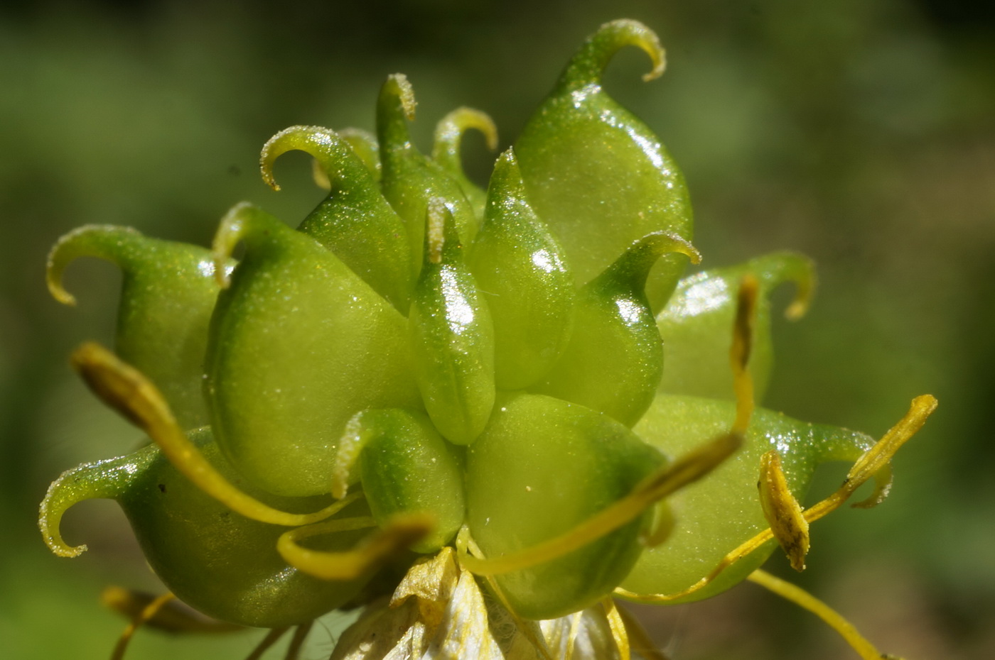 Image of Ranunculus crimaeus specimen.