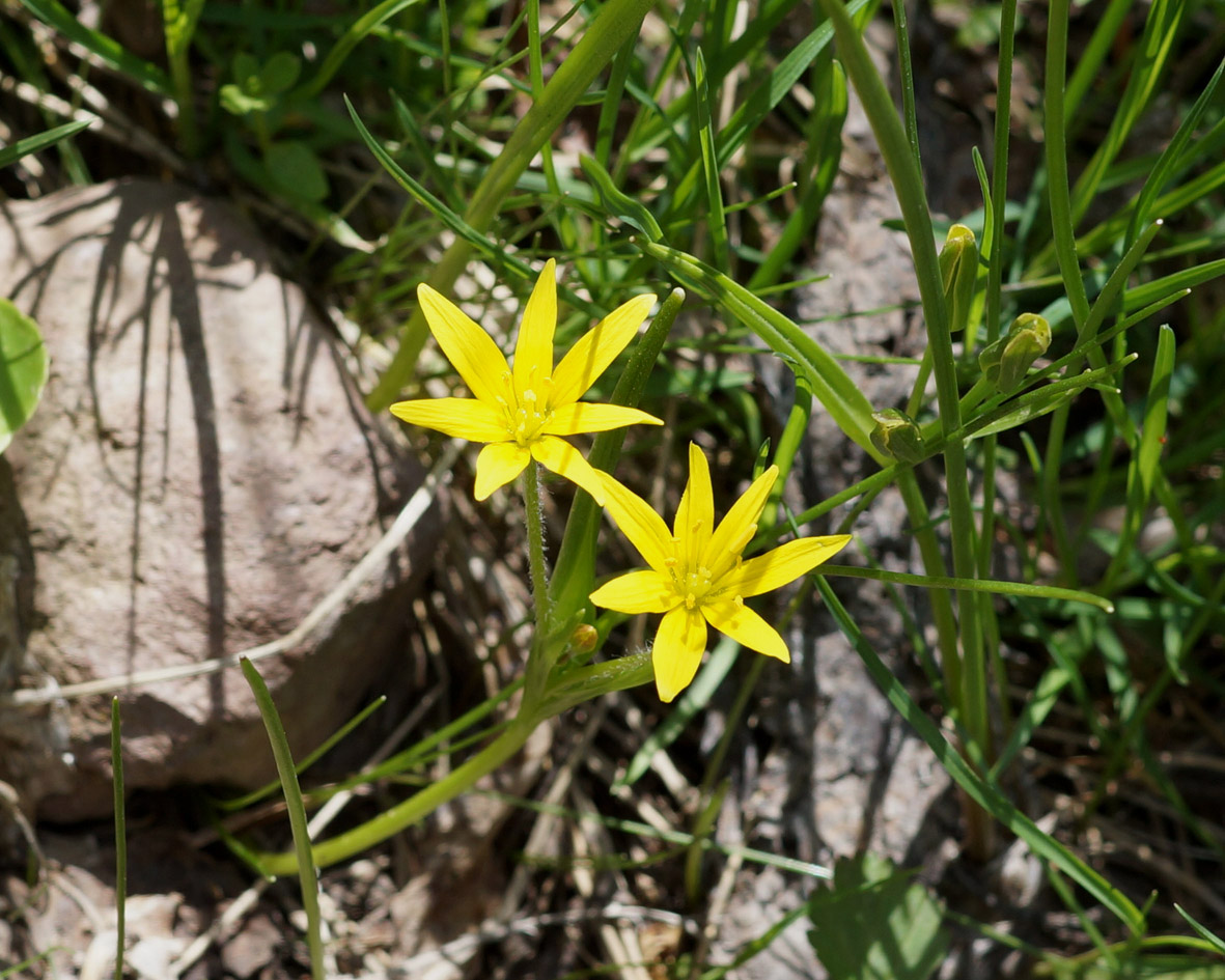 Image of genus Gagea specimen.