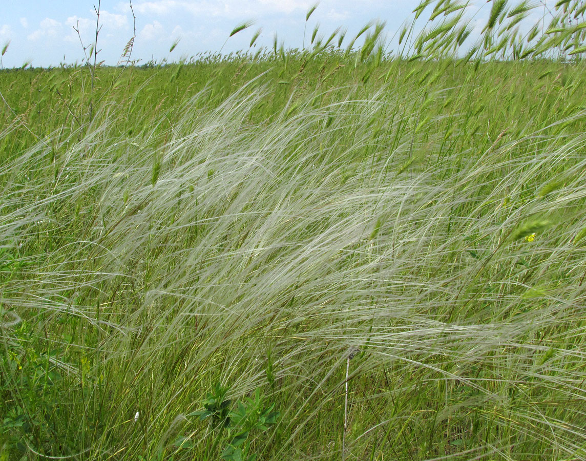 Image of Stipa lessingiana specimen.