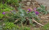 Oxytropis ruthenica. Отцветающее растение. Приморский край, о. Русский, на сухом каменистом приморском склоне. 12.06.2017.