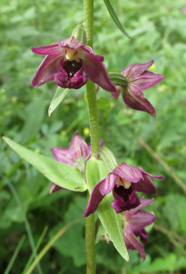 Изображение особи Epipactis helleborine.