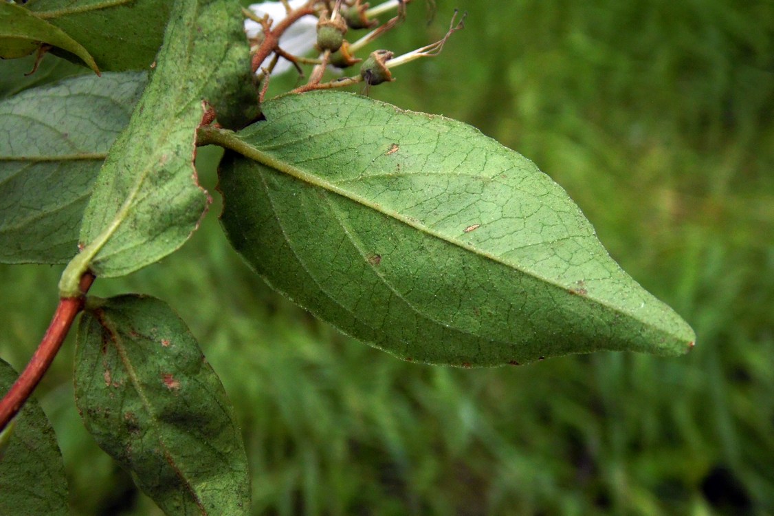 Image of Deutzia scabra specimen.