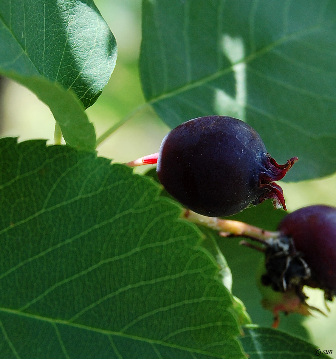 Изображение особи Amelanchier ovalis.