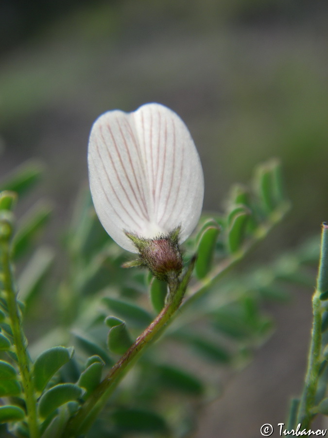 Изображение особи Astragalus guttatus.