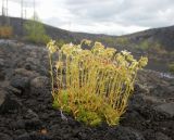 Saxifraga funstonii