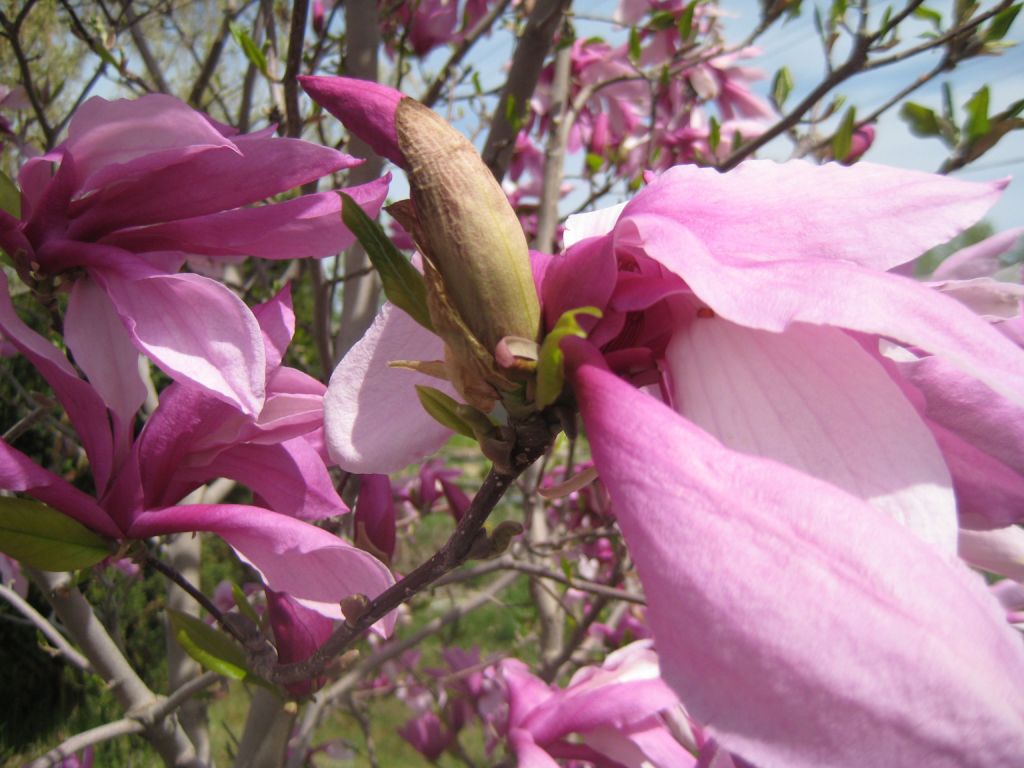 Image of genus Magnolia specimen.