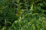 Vicia hirsuta