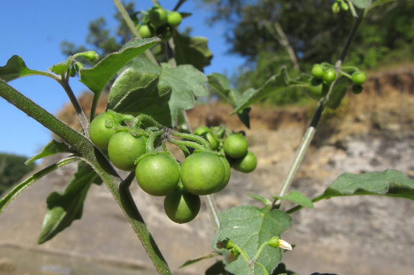 Изображение особи Solanum nigrum.