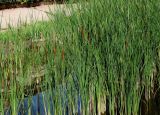 Typha angustifolia. Заросли плодоносящих растений на мелководье Ижевского пруда. Удмуртия, г. Ижевск, Октябрьский р-н, Ижевский пруд. 14.08.2017.