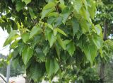 Camptotheca acuminata