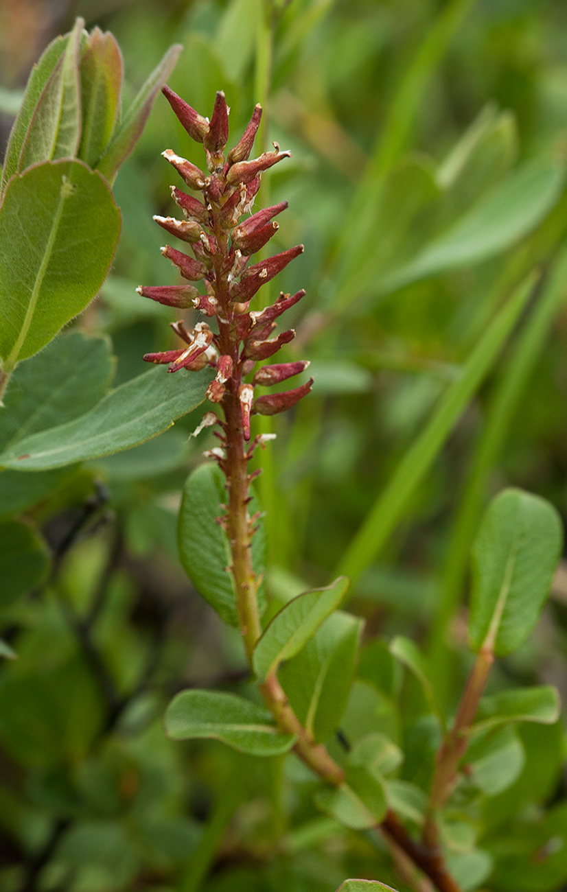 Image of Salix fuscescens specimen.