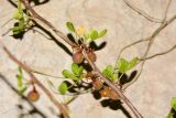 Commiphora gileadensis