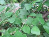 Ficus natalensis ssp. leprieurii