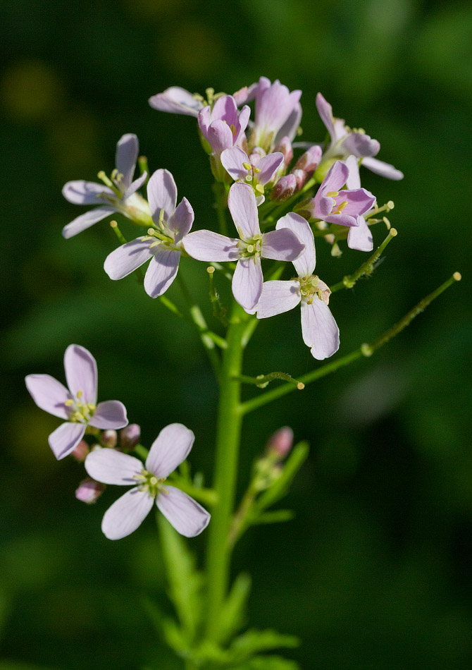 Image of Cardamine macrophylla specimen.