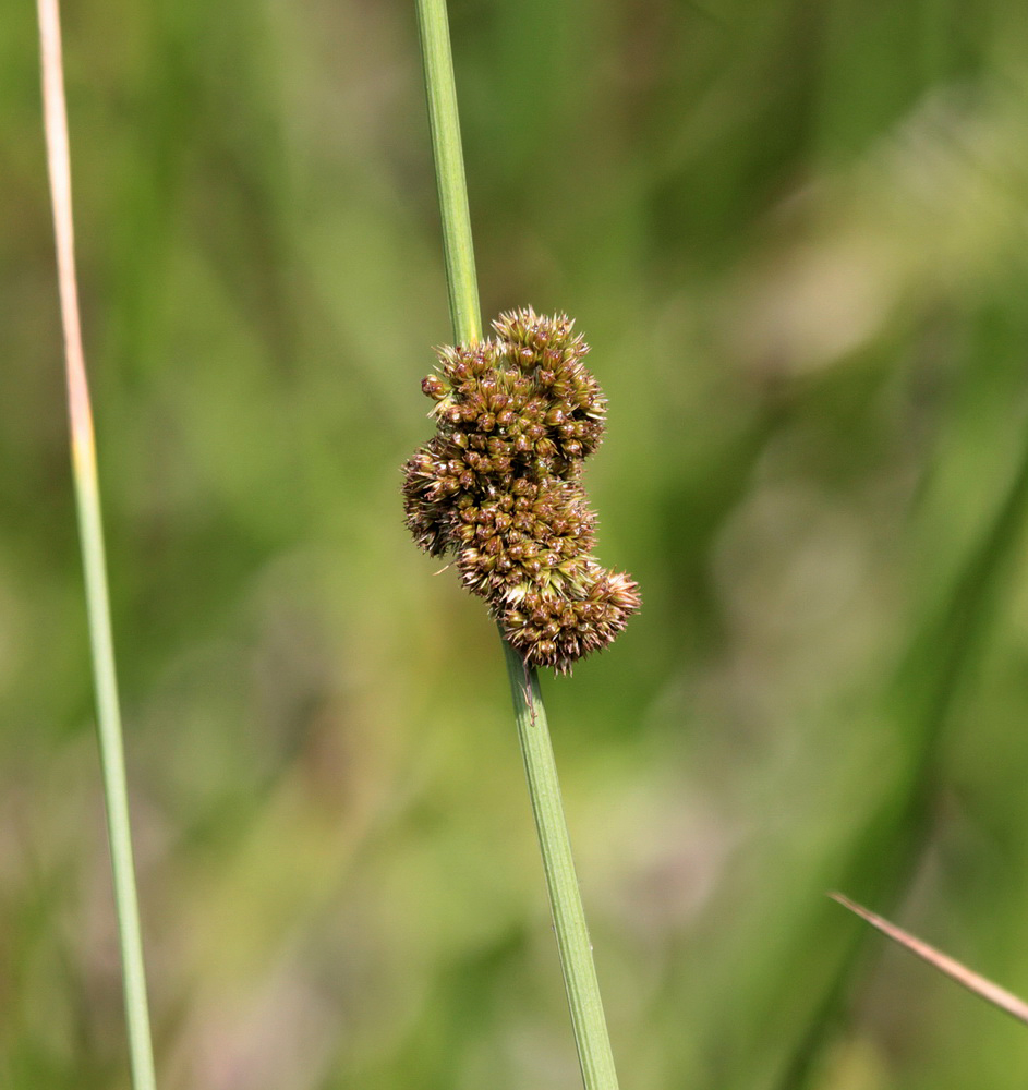 Изображение особи Juncus conglomeratus.