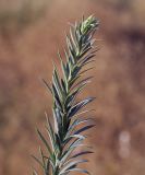 Euphorbia seguieriana