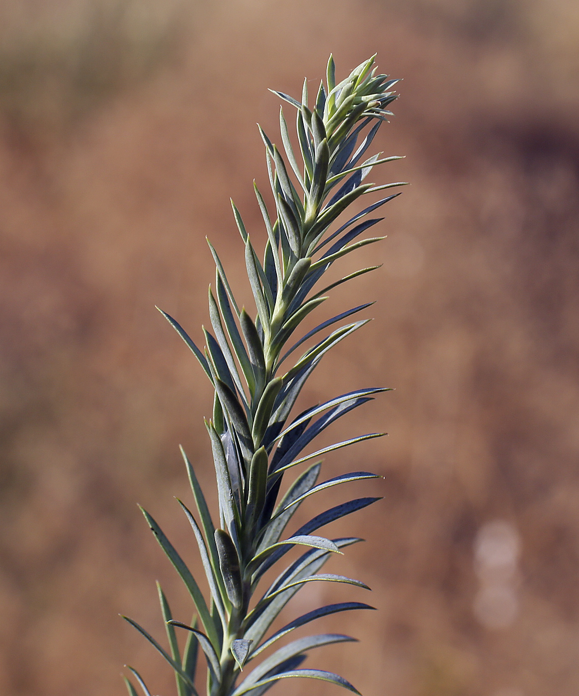 Image of Euphorbia seguieriana specimen.