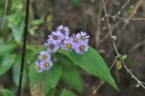 семейство Asteraceae. Соцветия. Китай, провинция Юньнань, окр. г. Дали, гора Цаншань (Cangshan Mountain, 苍山), восточный склон, выс. 2800 м н.у.м., лес. 24 октября 2016 г.