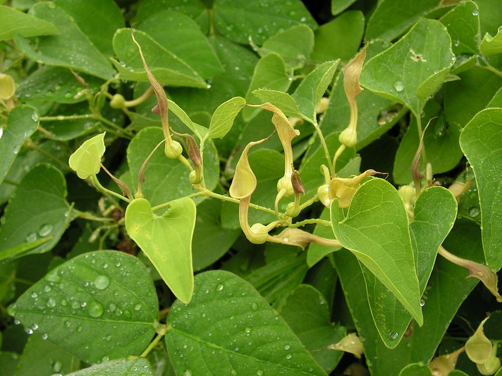 Image of Aristolochia contorta specimen.