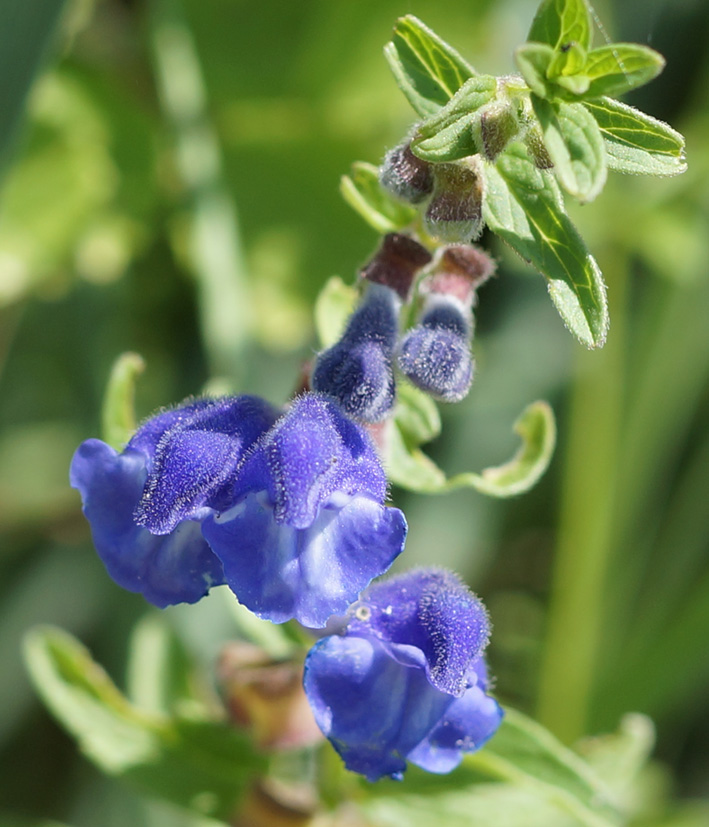 Image of Scutellaria galericulata specimen.