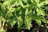 Agrimonia eupatoria