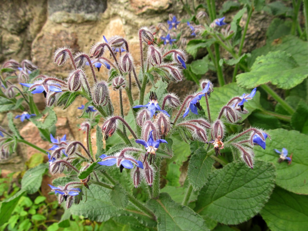 Изображение особи Borago officinalis.