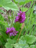 Dactylorhiza osmanica