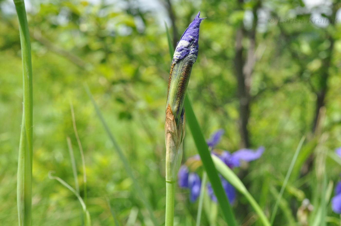 Изображение особи Iris sanguinea.