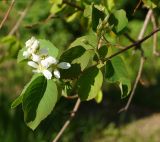 род Amelanchier. Цветущая веточка. Восточный Казахстан, г. Усть-Каменогорск, парк Жастар, в культуре. 05.05.2017.