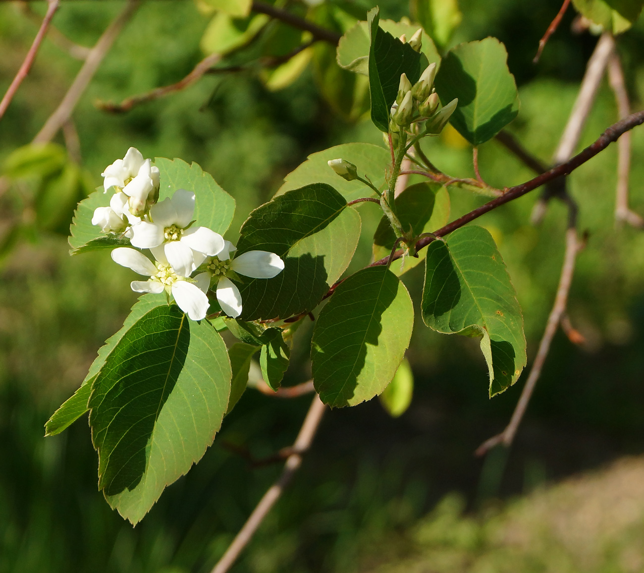 Изображение особи род Amelanchier.