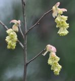 Corylopsis