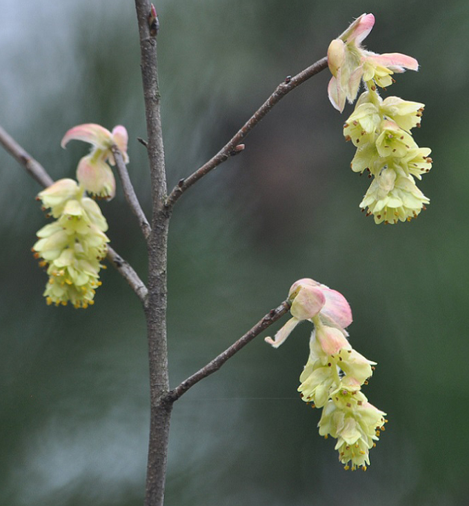 Image of genus Corylopsis specimen.