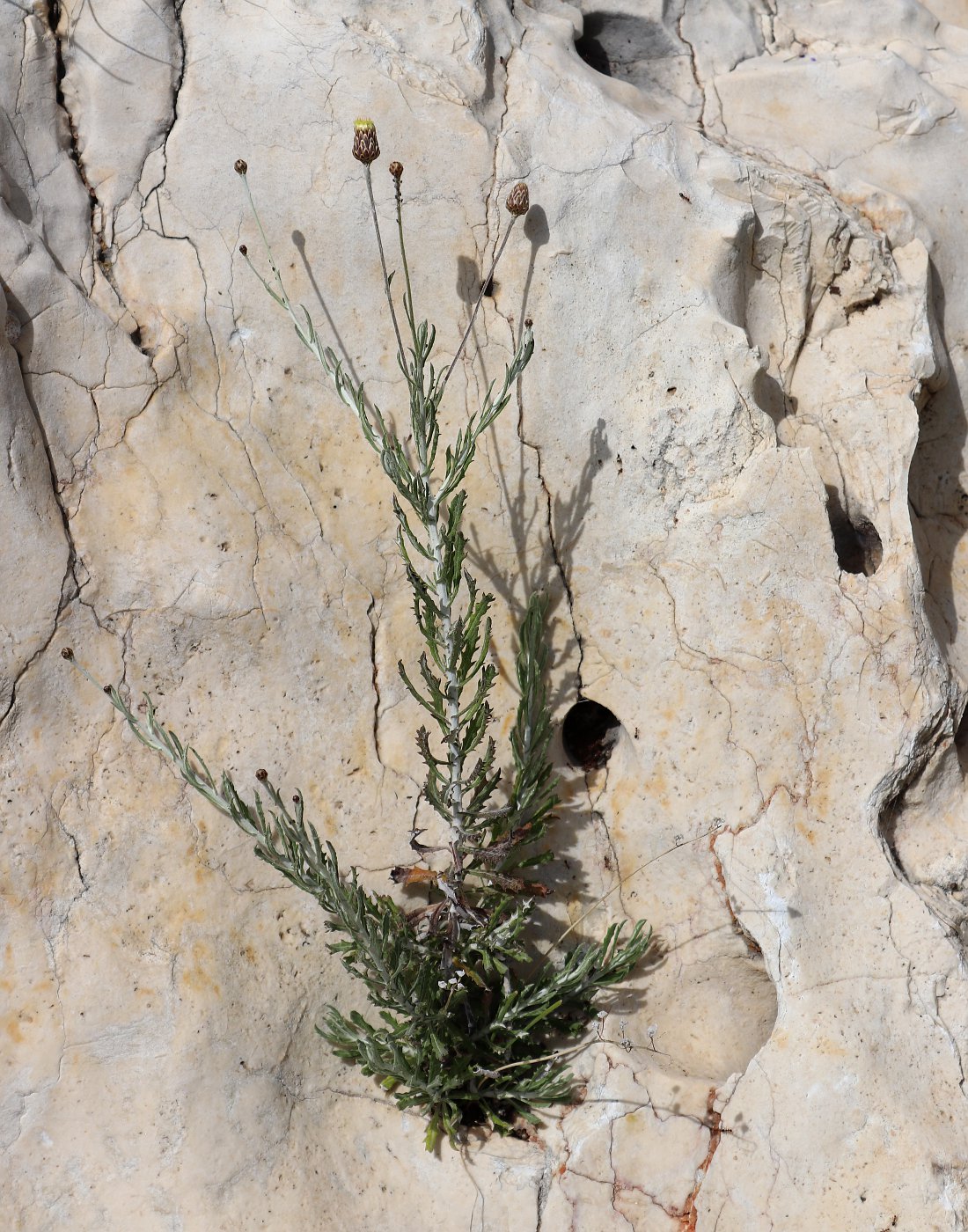 Image of Phagnalon rupestre specimen.