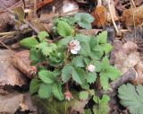 Potentilla micrantha